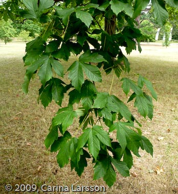 Acer heldreichii